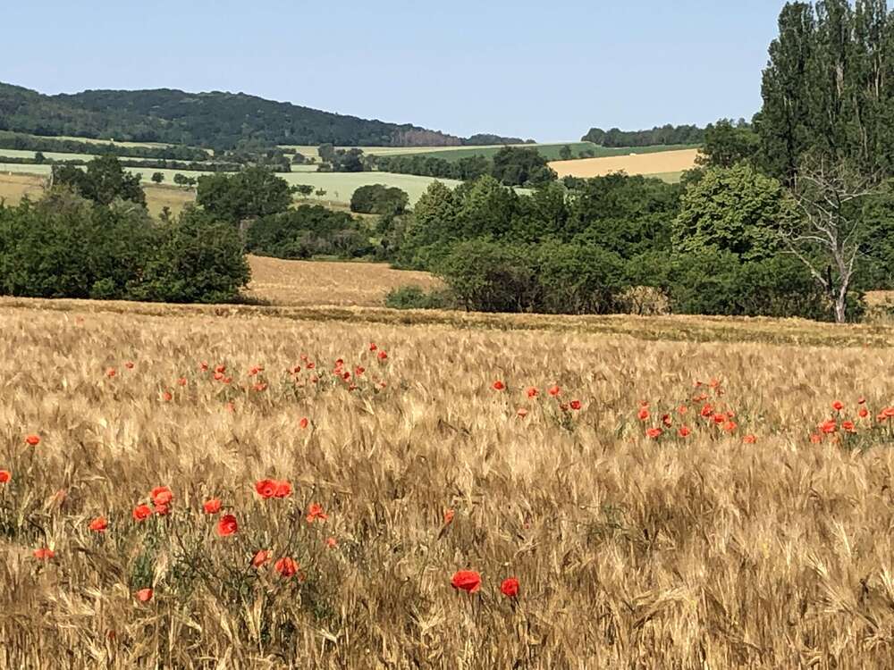 Thumbnail-Wohnung zum Mieten in Laucha 335,00 € 51 m²