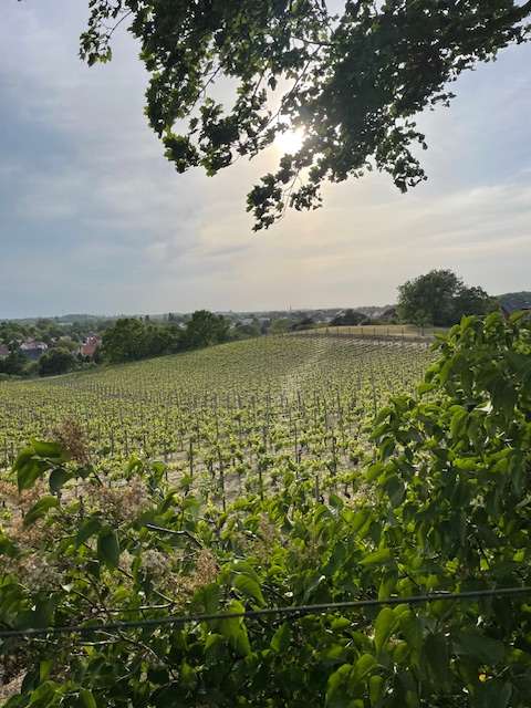 Thumbnail-Haus zum Kaufen in Werder 455.800,00 € 117 m²