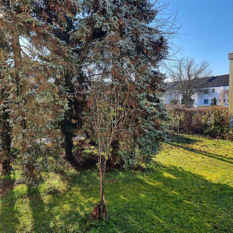 Thumbnail-Wohnung zum Mieten in Giengen an der Brenz 1.150,00 € 103 m²