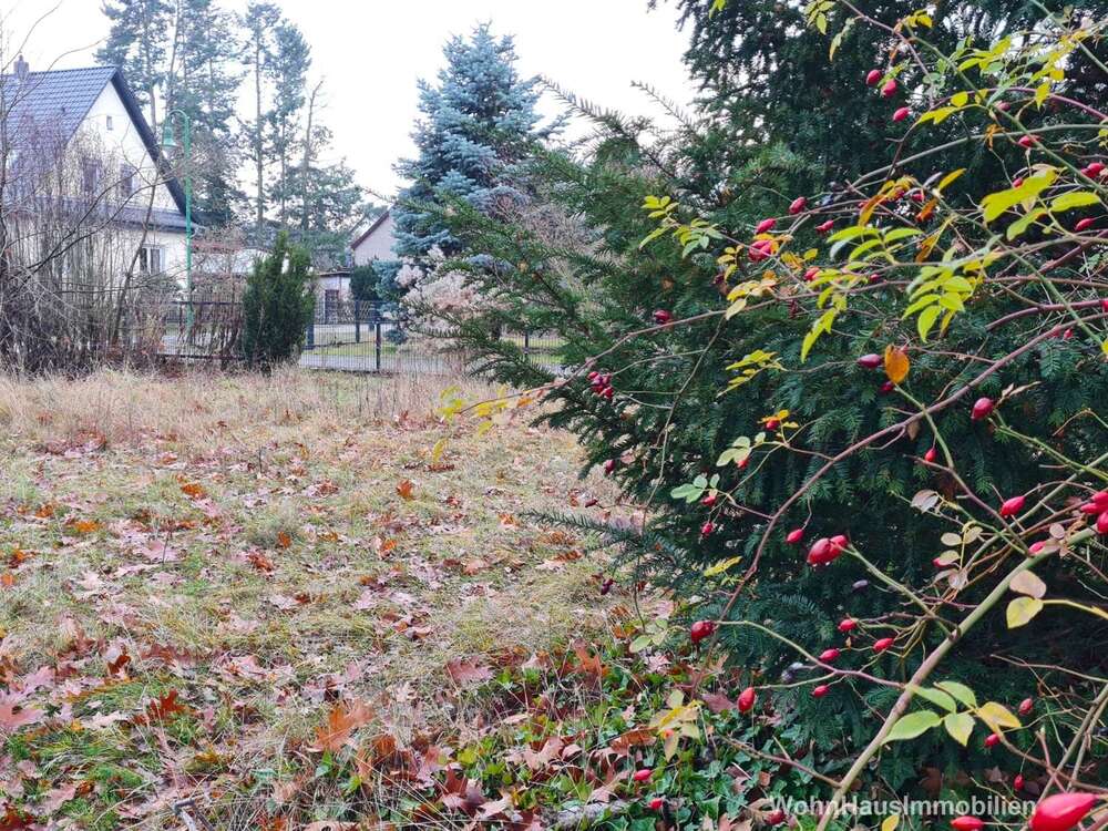 Thumbnail-Grundstück zu verkaufen in Senzig 265.000,00 € 975 m²