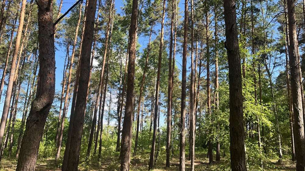 Thumbnail-Grundstück in Drebkau 67.500,00 € 75454 m²