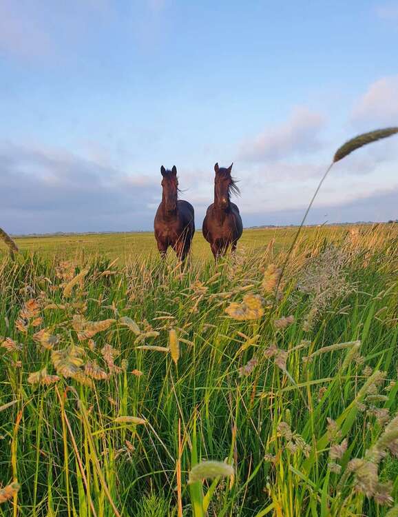 Thumbnail-Haus zum Kaufen in Midlum 1.500.000,00 € 250 m²