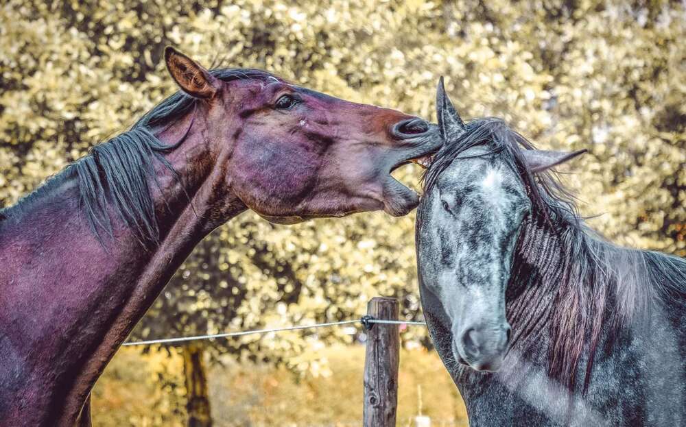 Thumbnail-Haus zum Kaufen in Groß-Umstadt 538.471,00 € 145 m²