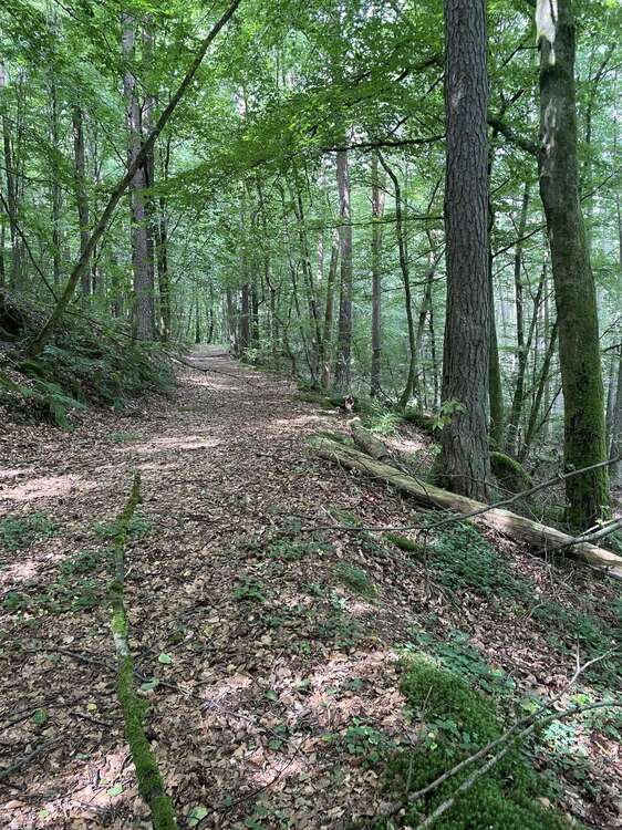 Thumbnail-Grundstück in Lemberg 9.500,00 € 8860 m²