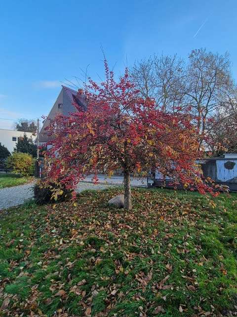 Thumbnail-Grundstück zu verkaufen in Dresden 299.000,00 € 1000 m²