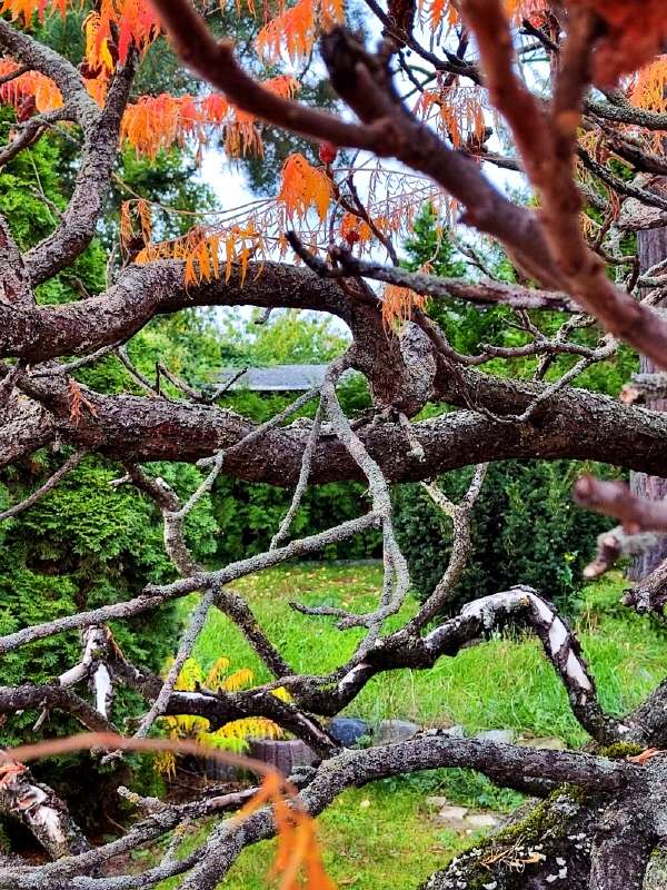 Thumbnail-Grundstück zu verkaufen in Magdeburg 159.000,00 € 691 m²