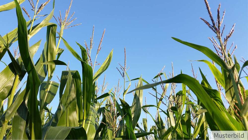 Thumbnail-Grundstück zu verkaufen in Lengerich 350.000,00 € 33088 m²