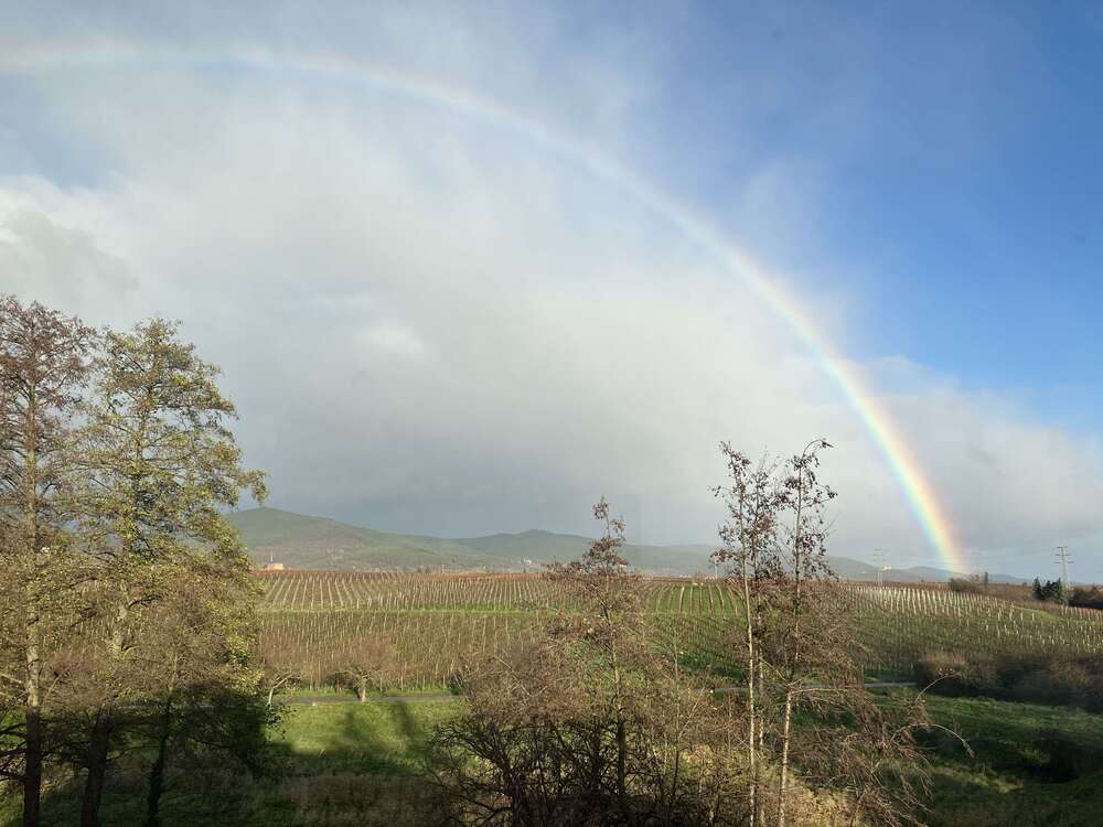 Thumbnail-Grundstück zu verkaufen in Edesheim 245.000,00 € 411 m²