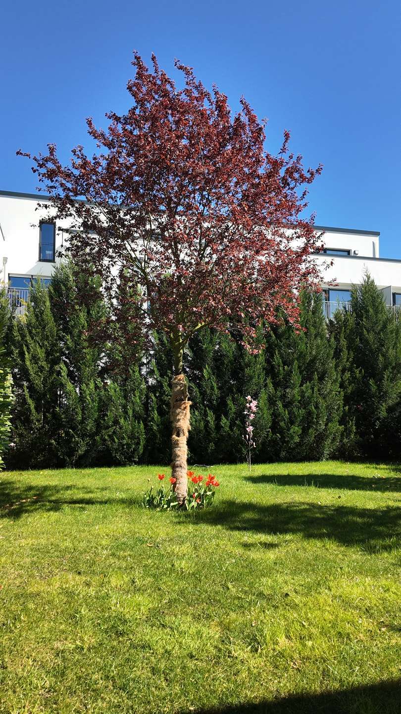 Thumbnail-Haus zum Kaufen in Köln 1.249.000,00 € 156.65 m²