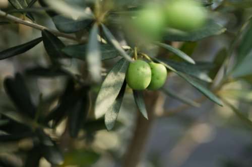 Thumbnail-Haus zum Kaufen in Meißen 514.965,00 € 122 m²