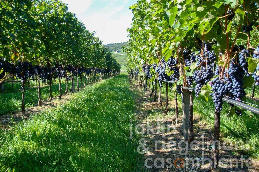 Thumbnail-Haus zum Kaufen in Trento 8.950.000,00 € 489 m²