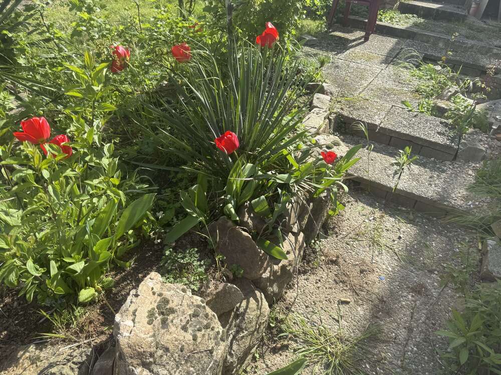 Thumbnail-Haus zum Kaufen in Niedernhausen-Niederseelbach 450.000,00 € 314 m²