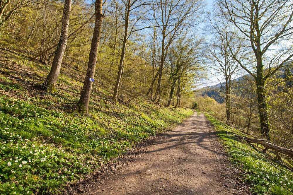 Thumbnail-Grundstück zu verkaufen in Dausenau 89.000,00 € 972 m²