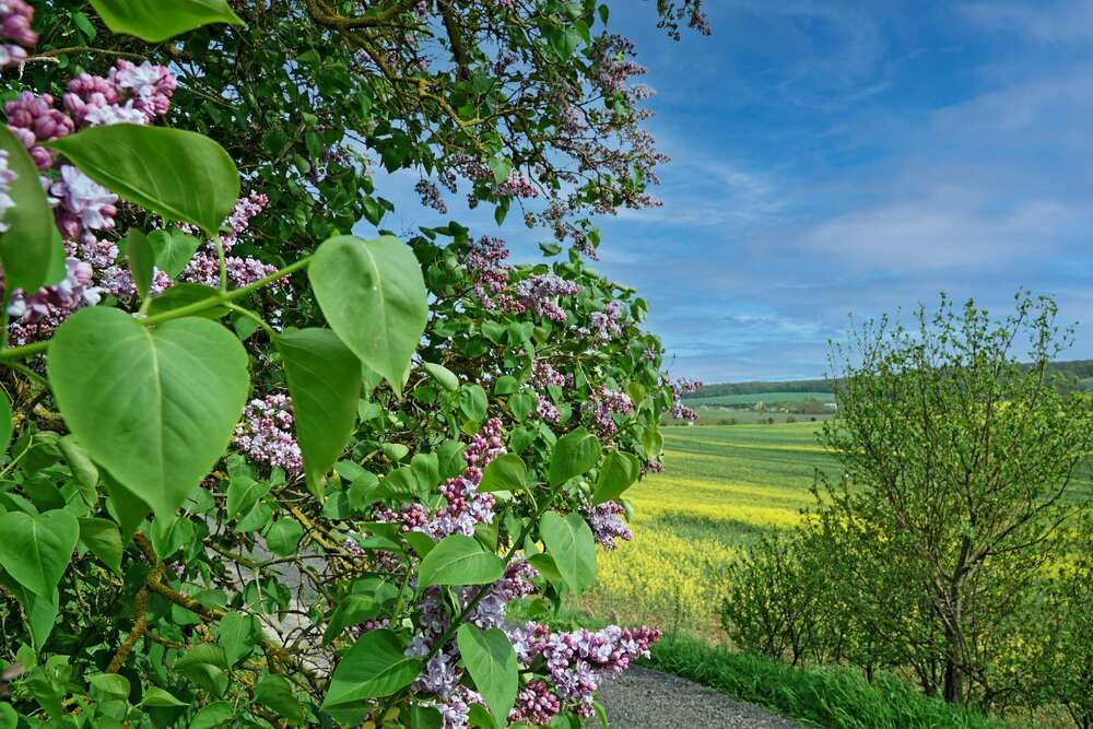 Thumbnail-Grundstück zu verkaufen in Freyburg (Unstrut) 50.000,00 € 7740 m²