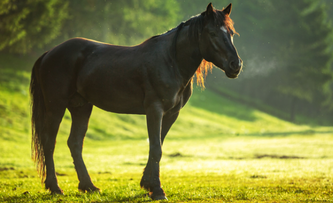 Thumbnail-Haus zum Kaufen in Baden-Baden 1.399.000,00 € 600 m²