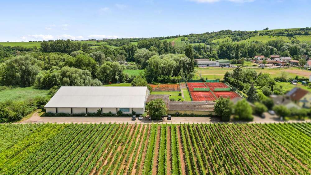 Thumbnail-Grundstück zu verkaufen in Siebeldingen 980.000,00 € 12597 m²