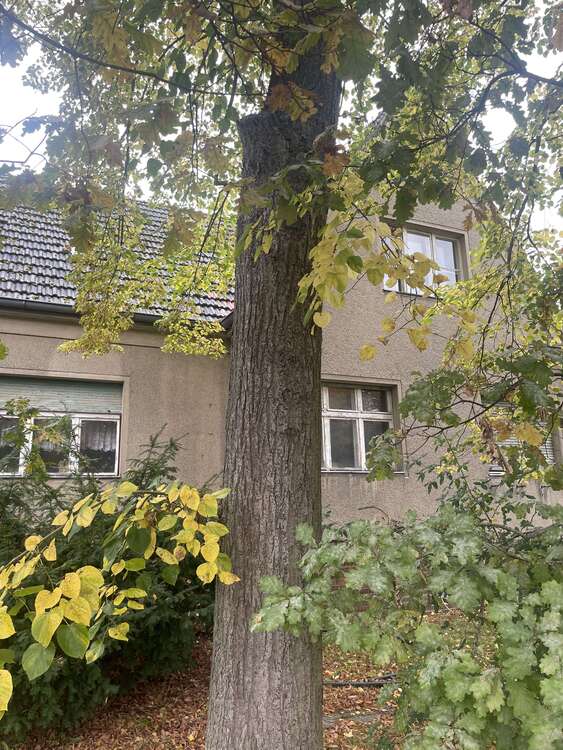 Thumbnail-Haus zum Kaufen in Mahlow 339.997,00 € 170 m²