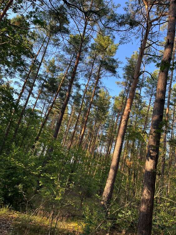 Thumbnail-Grundstück in Friedland 189.000,00 € 121219 m²