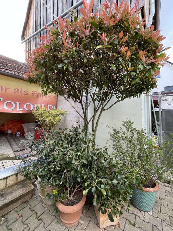 Thumbnail-Wohnung zum Mieten in Heidelberg - Kirchheim 910,00 € 65 m²