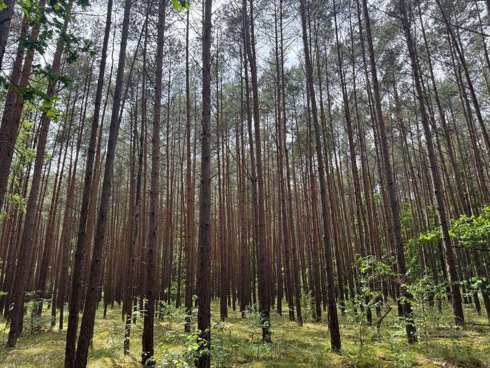 Thumbnail-Grundstück in Wulkow 35.000,00 € 21830 m²