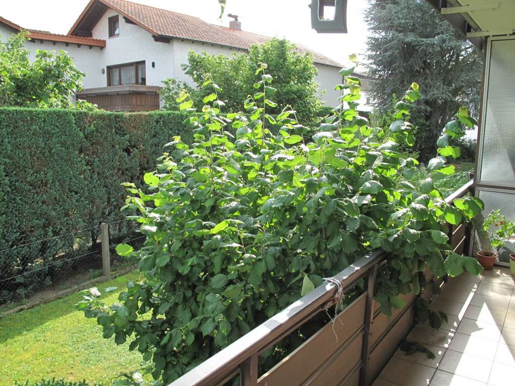 Thumbnail-Wohnung zum Mieten in Mörfelden Walldorf 440,00 € 27 m²