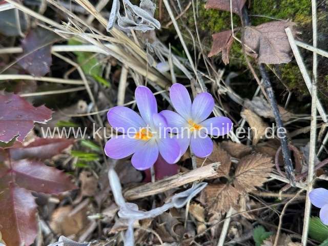 Thumbnail-Haus zum Kaufen in Halle 620.000,00 € 160 m²