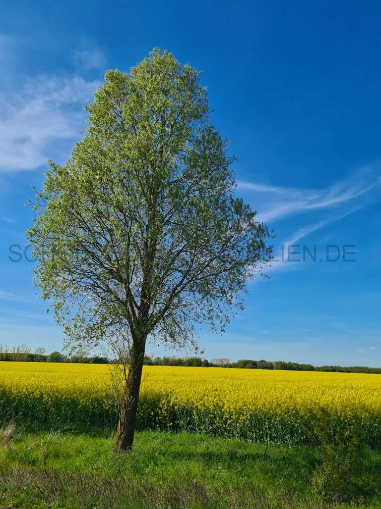 Thumbnail-Haus zum Kaufen in Wiedemar 145.000,00 € 121.15 m²