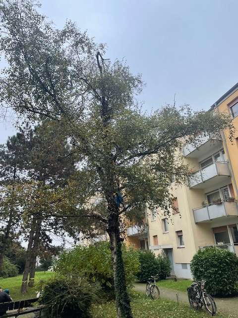 Thumbnail-Wohnung zum Mieten in Ludwigshafen am Rhein 920,00 € 83 m²