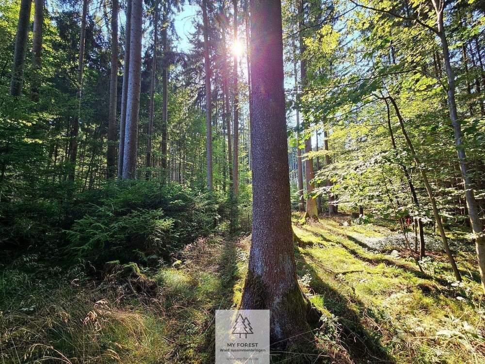 Thumbnail-Jung, mittel, alt - entwickeln und gestalten sie hier den Wald von morgen