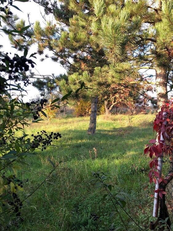 Thumbnail-Einfamilienhaus mit ca. 1.790,00 m² großer Wiese in ländlicher Lage von Querfurt