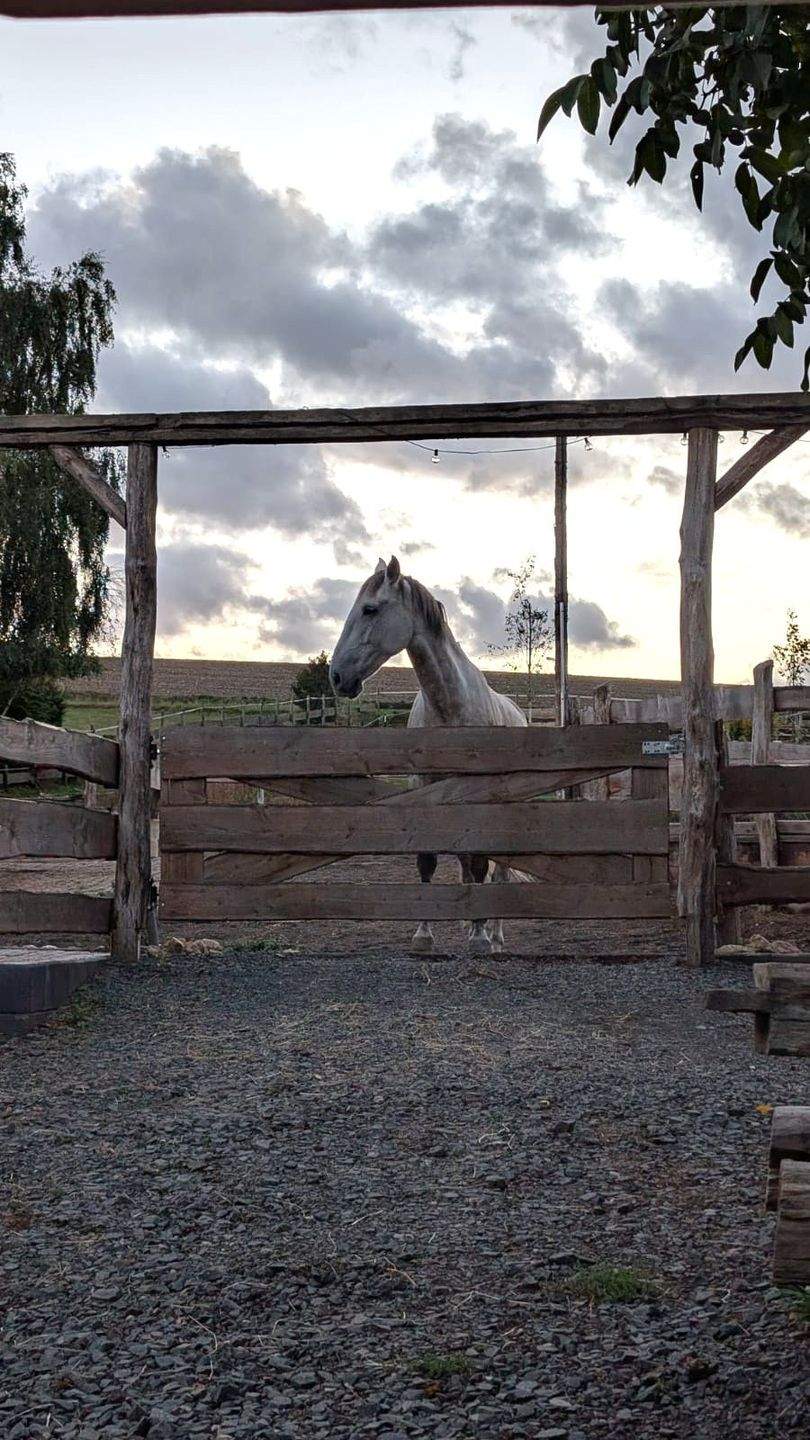 Thumbnail-Nähe Simmern: Tür an Tür mit den eigenen Pferden im Aktivstall!