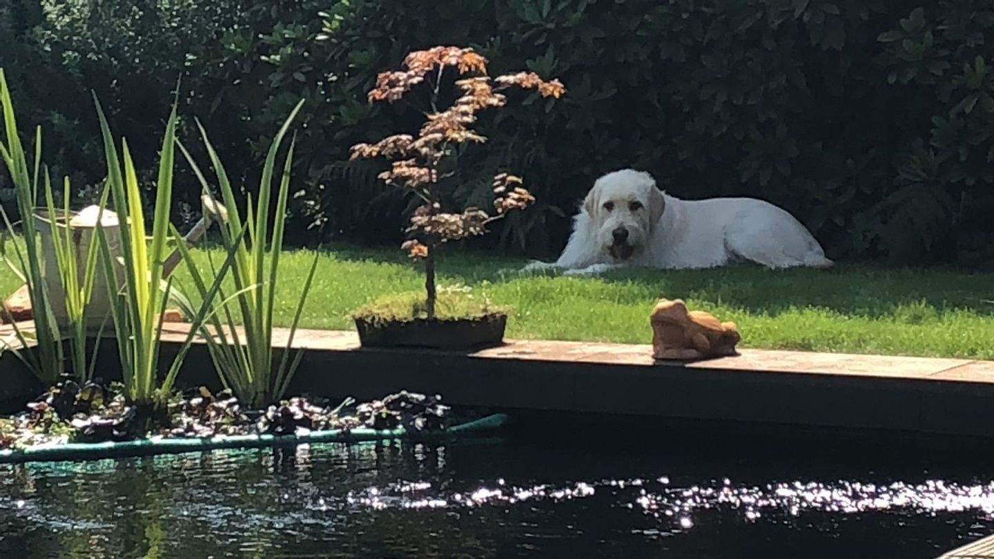 Garten und Teich 