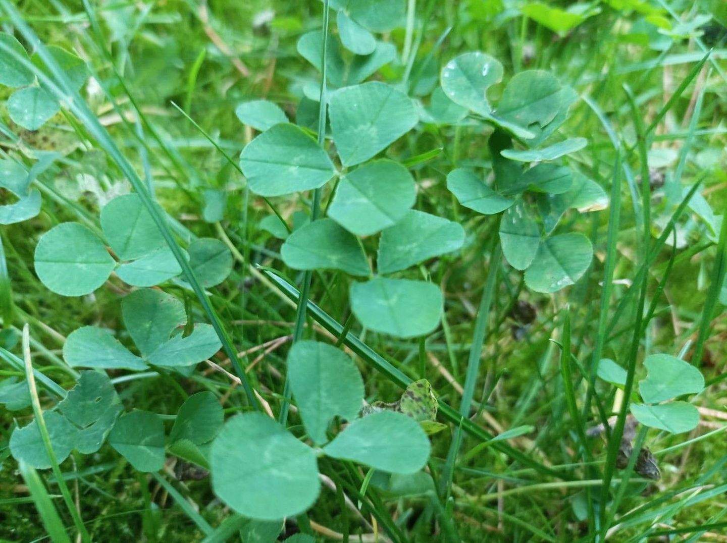 Thumbnail-Traumgrundstück ohne Provision