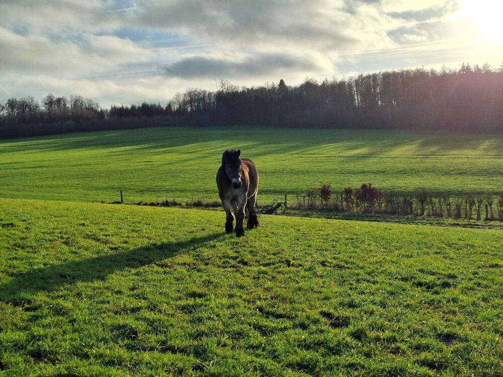 Thumbnail-PferdehaltungMehrgenerationenwohnenVermietung: Fachwerkhofensemble mit 2 Wohnhäusern, Nebengebäuden, großem Offenstall und ca. 1,7 ha Eigenland!