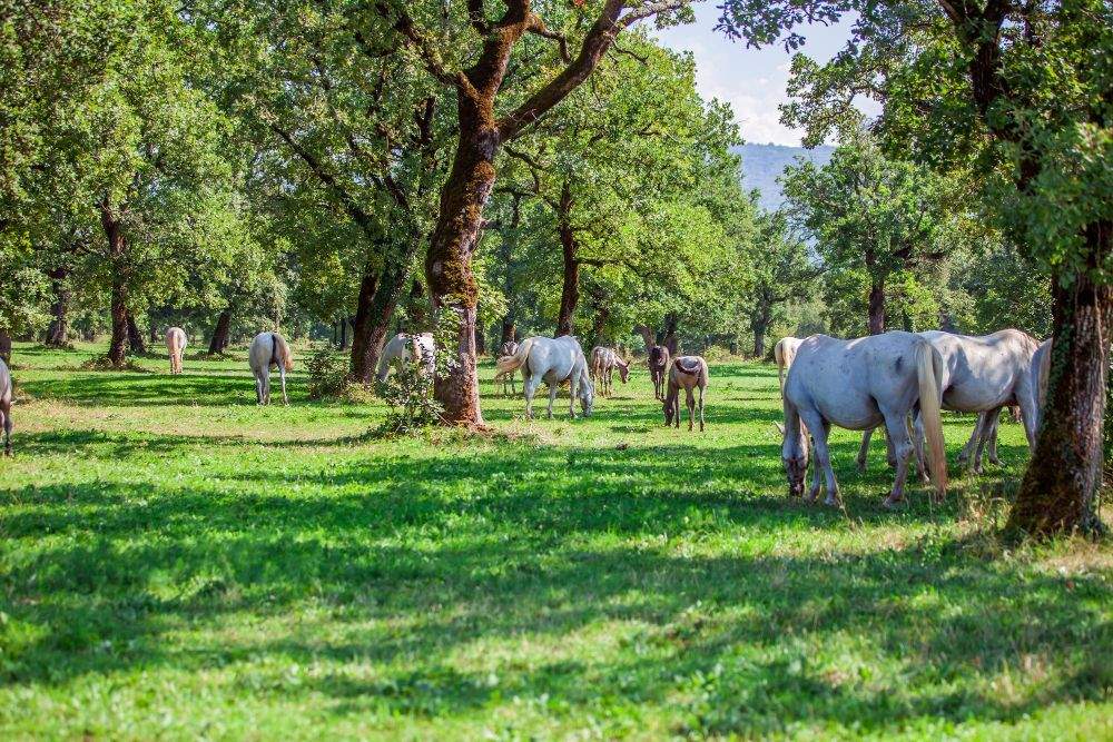 Thumbnail-Nähe Altenkirchen in ruhiger Lage: Kernsaniertes Backsteinhaus mit Nebengebäuden und ca. 8 ha Eigenland, ideal zur Pferde- und Tierhaltung!