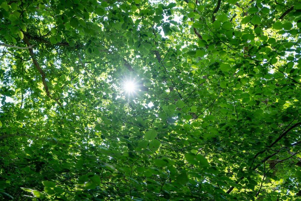 Thumbnail-BLANKENESE FALKENSTEIN: EXCLUSIVES GRUNDSTÜCK