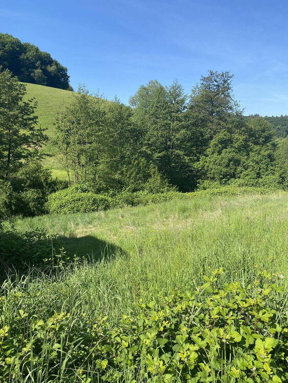 Blick ins Grüne 