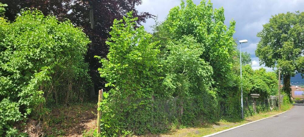 Thumbnail-Großzügiges Baugrundstück in herrlich ruhiger Lage in der Saalfelder Südstadt zu verkaufen