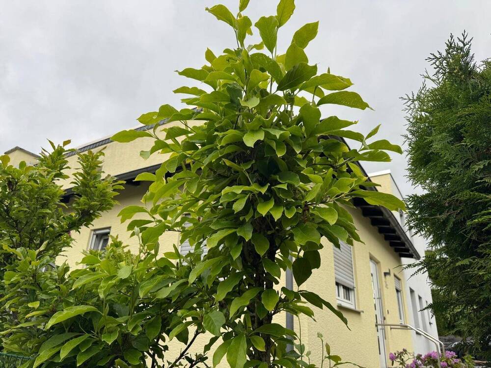 Thumbnail-Doppelhaushälfte Bad Homburg, Bestlage Ellerhöhe