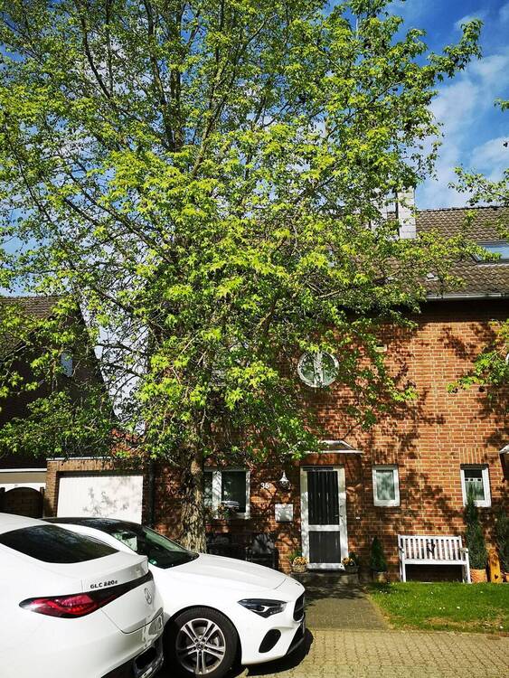Thumbnail-Einfamiliehaus DHH mit Keller und Garage in ruhiger Lage - Korschenbroich Glehn