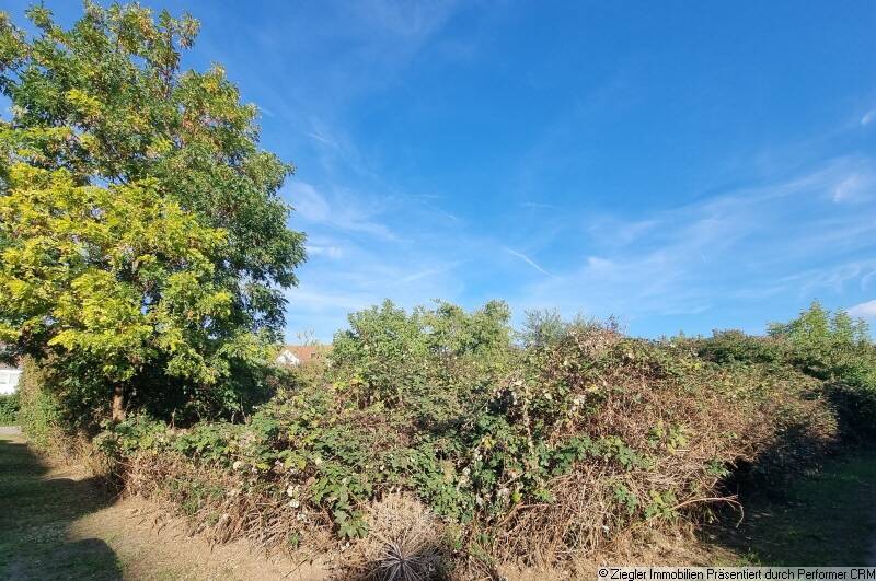 Thumbnail-Bauplatz in sehr beliebter Wohnlage von MA-Seckenheim - 0-4004