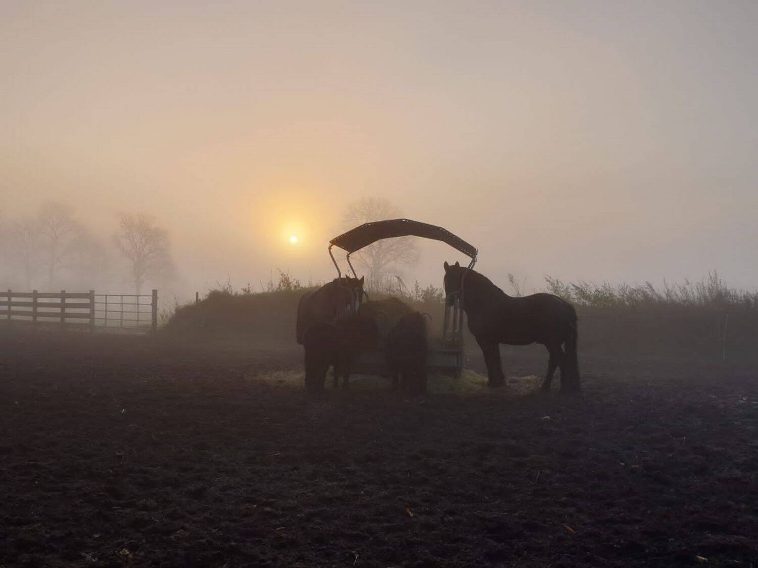 Thumbnail-Sanierter Hof in Alleinlage mit 7,5 ha Eigenland in Dithmarschen