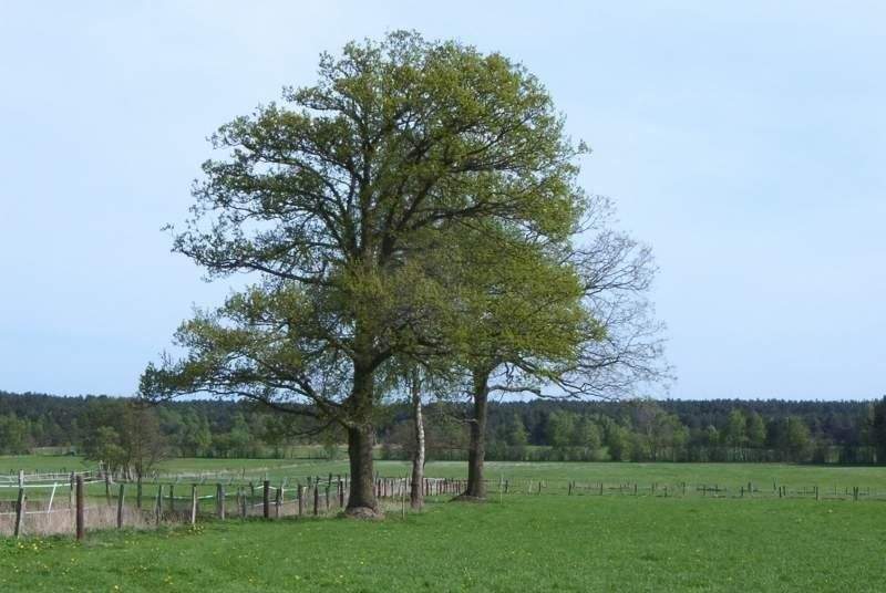 Thumbnail-TOP Baugrundstück in bester Lage -Diskrete Vermarktung-