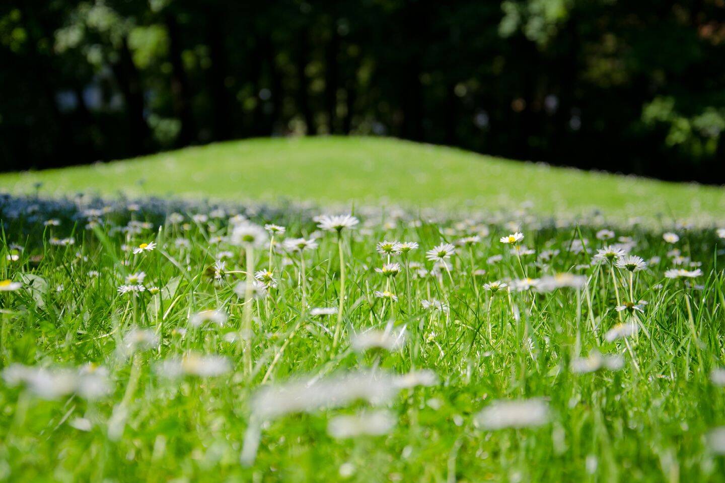 Thumbnail-AIGNER - Sonniges Erbbaugrundstück in Waldtrudering
