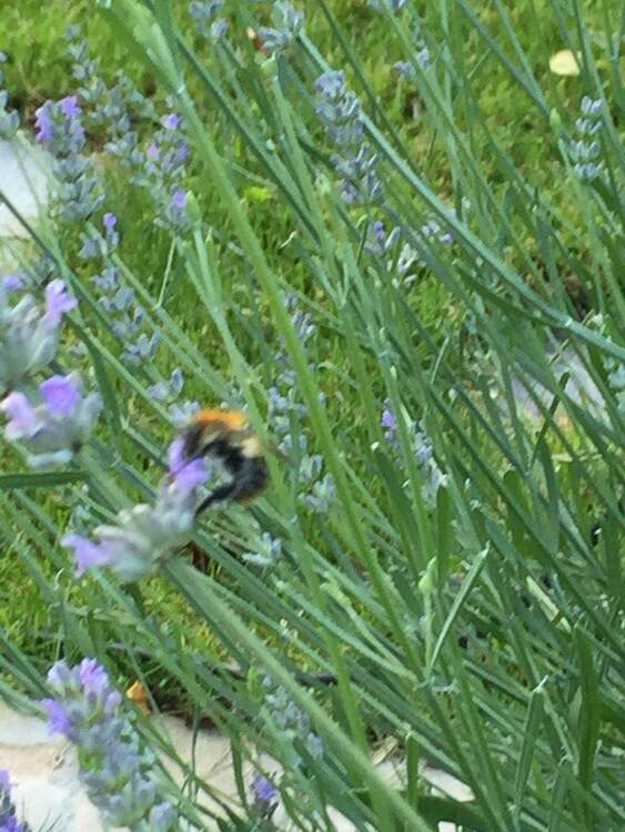 Thumbnail-FBC - Ruhige, grüne Stadtlage - Top-Baugrundstück für 2 Doppelhaushälften
