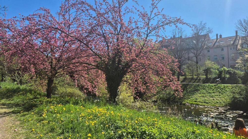 Thumbnail-Doppelgarage mit zwei Stellplätzen in Freiburg - Schwarzwaldstraße 15, Nahe Schwabentor & Dreisam