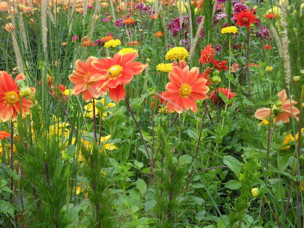 Thumbnail-Großzügiges, sonniges Baugrundstück im grünen Hamburg-Niendorf