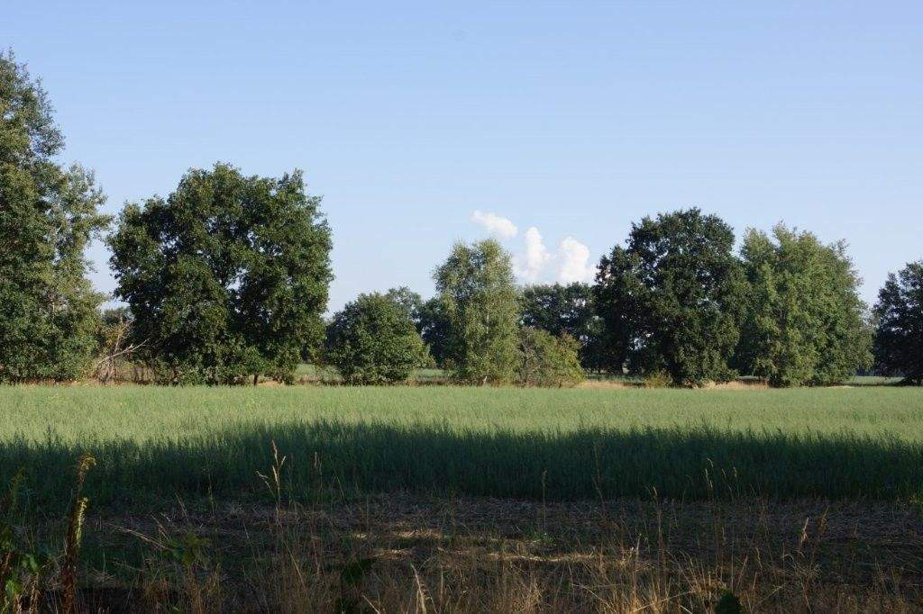 Thumbnail-Neue Baugrundstücke in der Waldparksiedlung Gallinchen - Bauträgerfrei!
