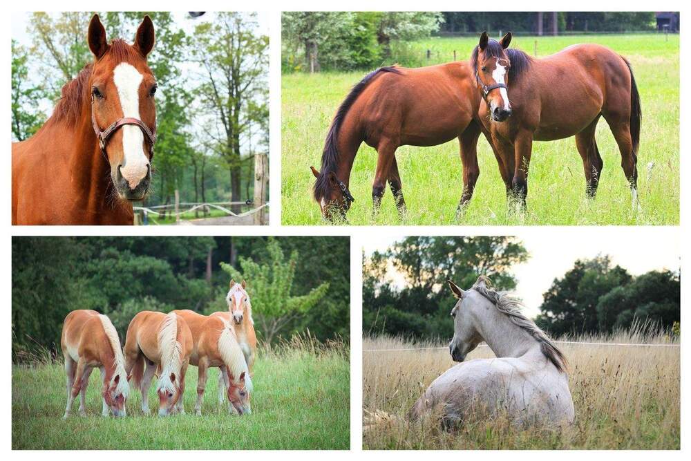 Thumbnail-Romantische Finca mit Stallungen und Pferdeweide