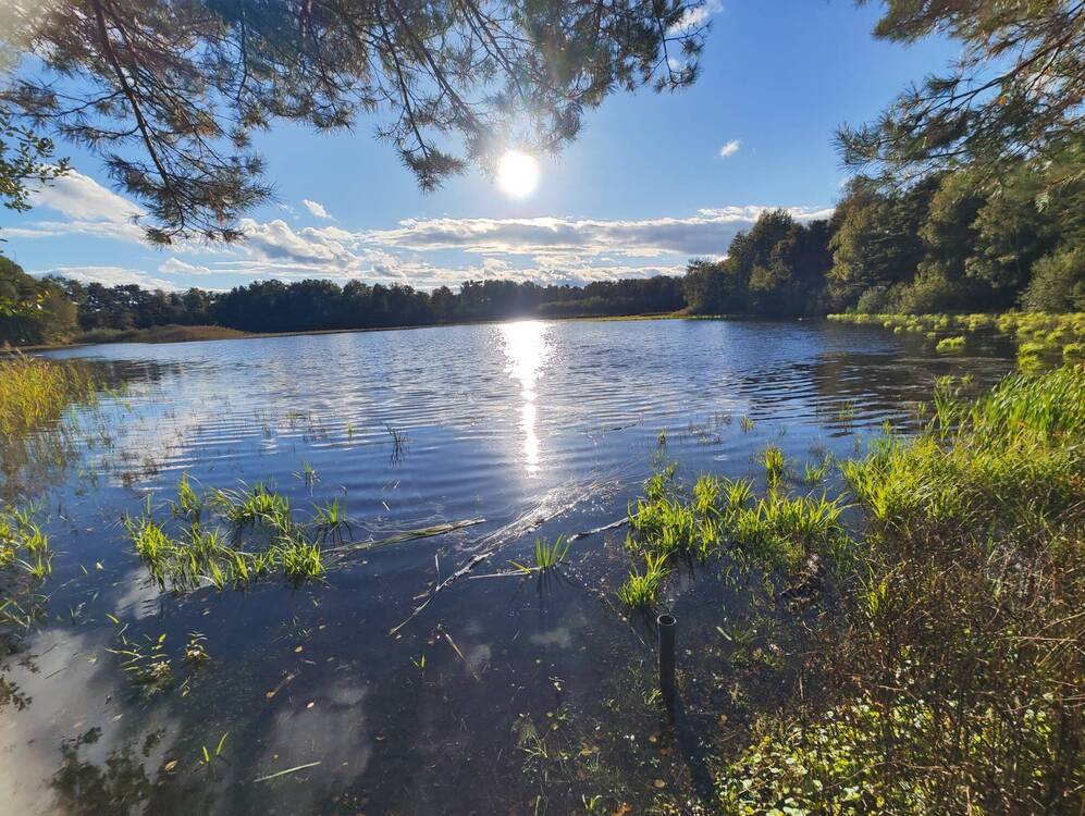 Thumbnail-Grundstück im Wochenendgebiet Würmsee! (MA-1020-44)